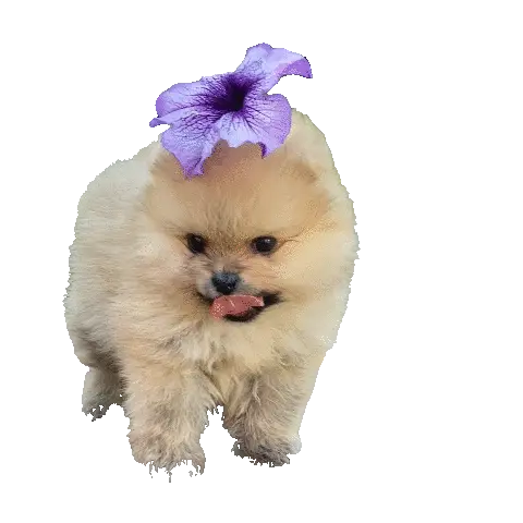 gif 抠图后结果图